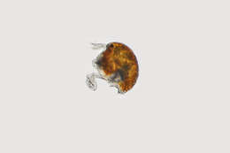 Image of Harpacticoid copepods