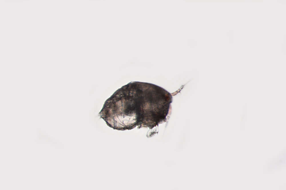 Image of Harpacticoid copepods