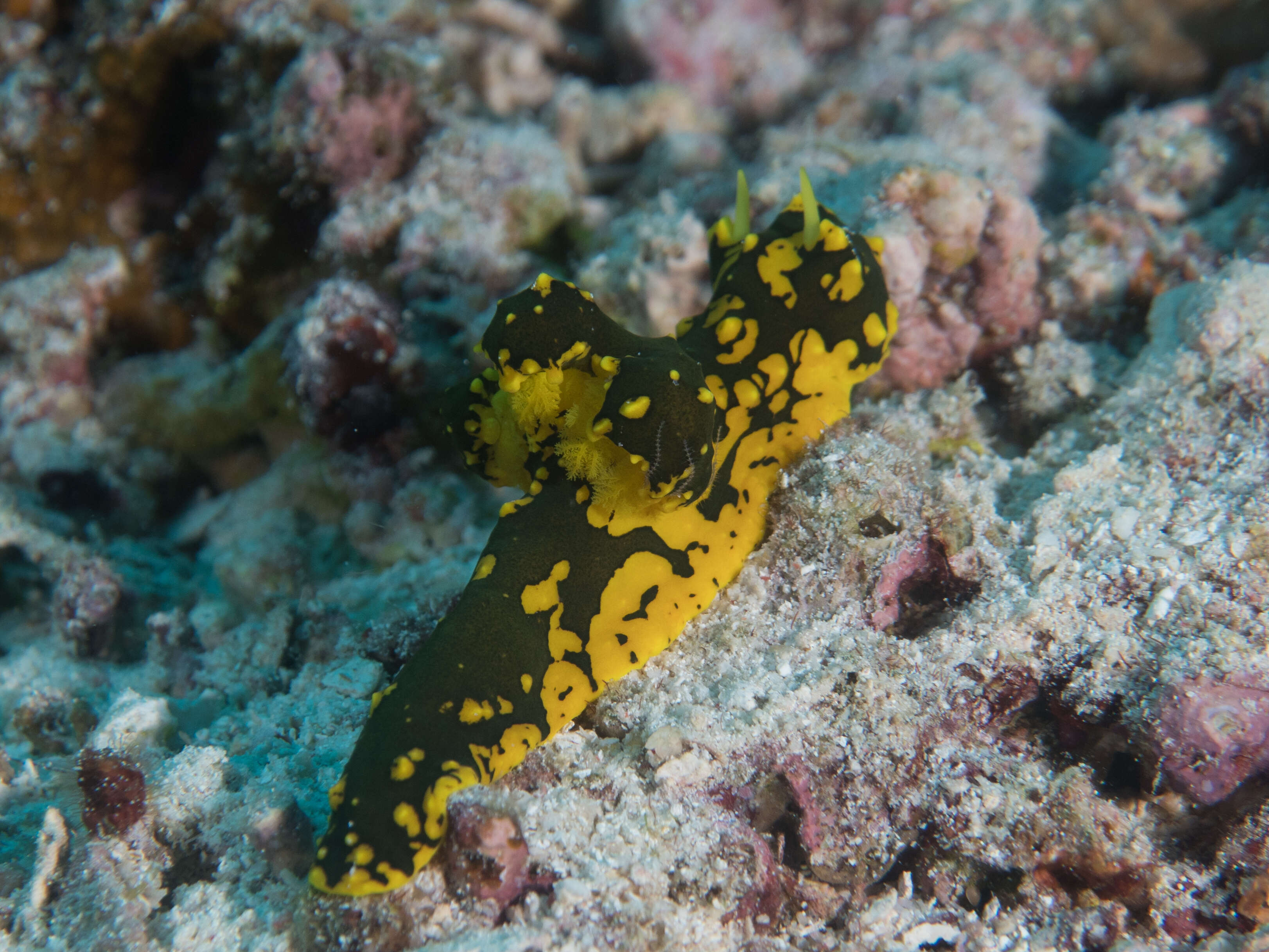 Image of Notodoris gardineri Eliot 1906