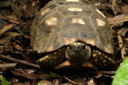 Image of Yellow-footed Tortoise