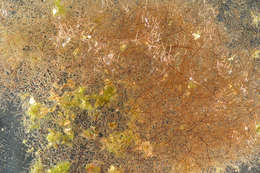 Image of hexacorallians