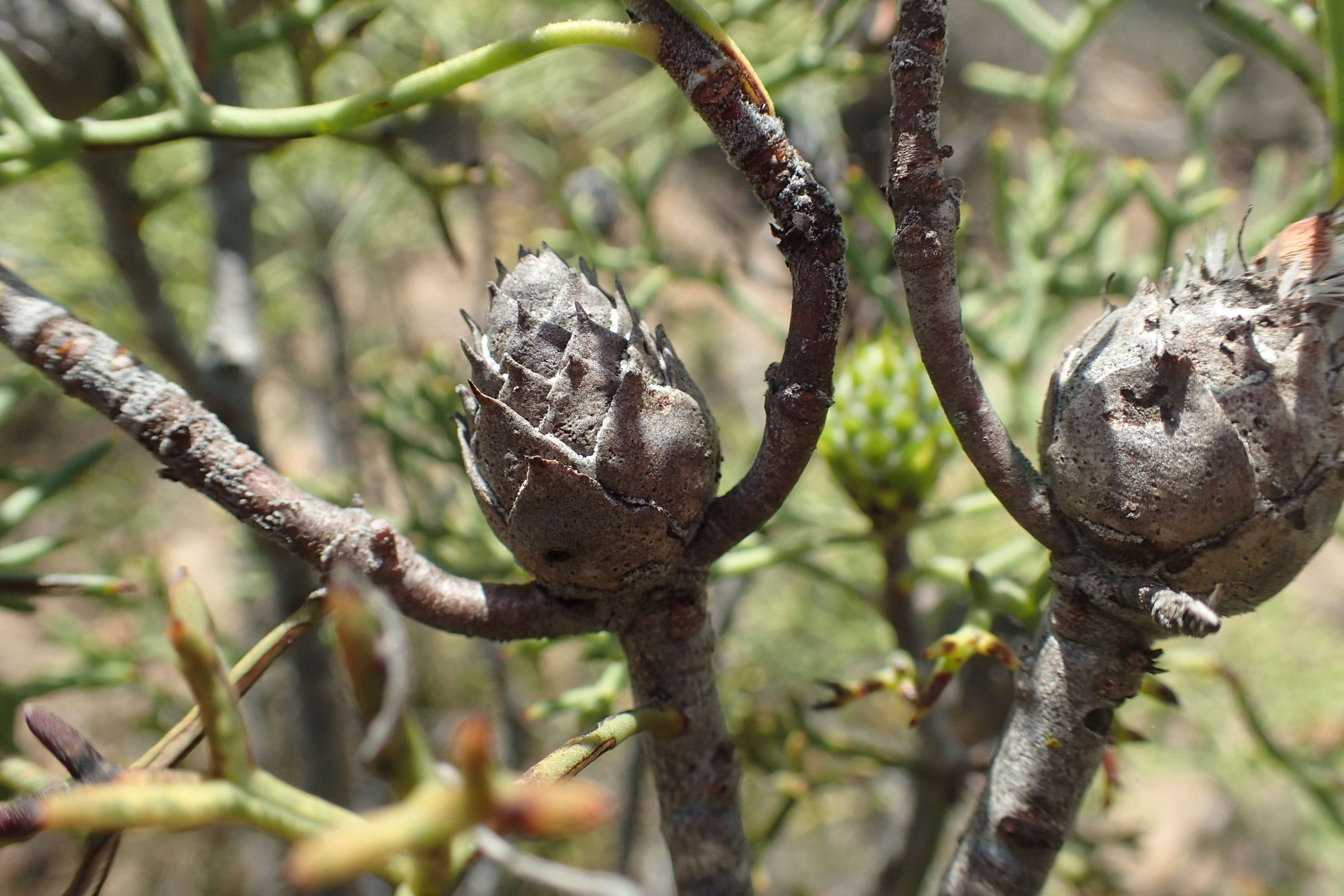 Image of Isopogon villosus Meissn.