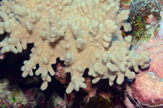 Imagem de Alcyoniidae Lamouroux 1812