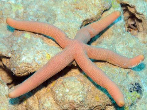 Image of Linckia Nardo 1834