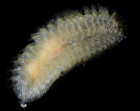 Image of Phyllodocida