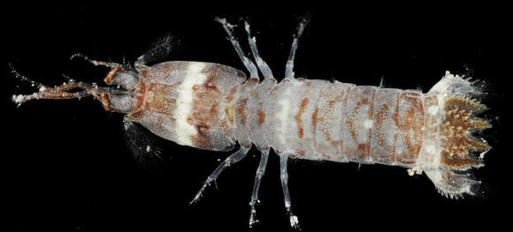 Image of protosquillid mantis shrimps