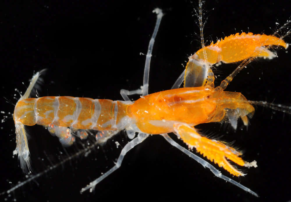 Image of ghost shrimps