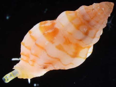 Image of Cytharomorula Kuroda 1953