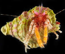 Image of Hermit Crabs and Mole Crabs