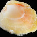 Image of box clams