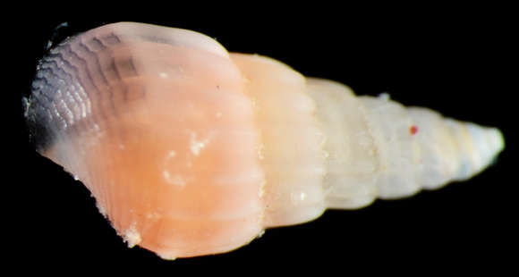 Image of Conoidea J. Fleming 1822