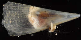 Image of Pinnidae Leach 1819