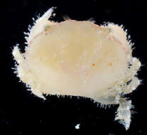 صورة Zosiminae