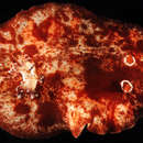 Image of <i>Platydoris cinerobranchiata</i>