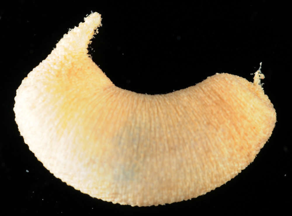 Image de Phascolosomatidea