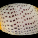 Image of solid pupa