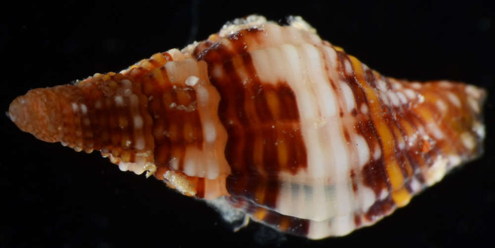 Image de Buccinoidea Rafinesque 1815