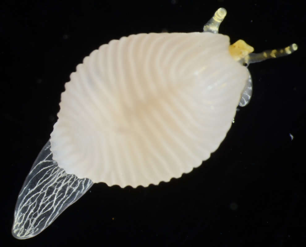 Image of Velutinoidea