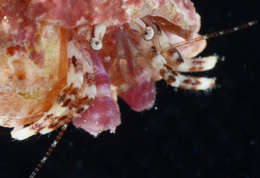 Image of Pagurixus