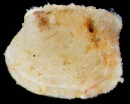 Image of Carditellinae