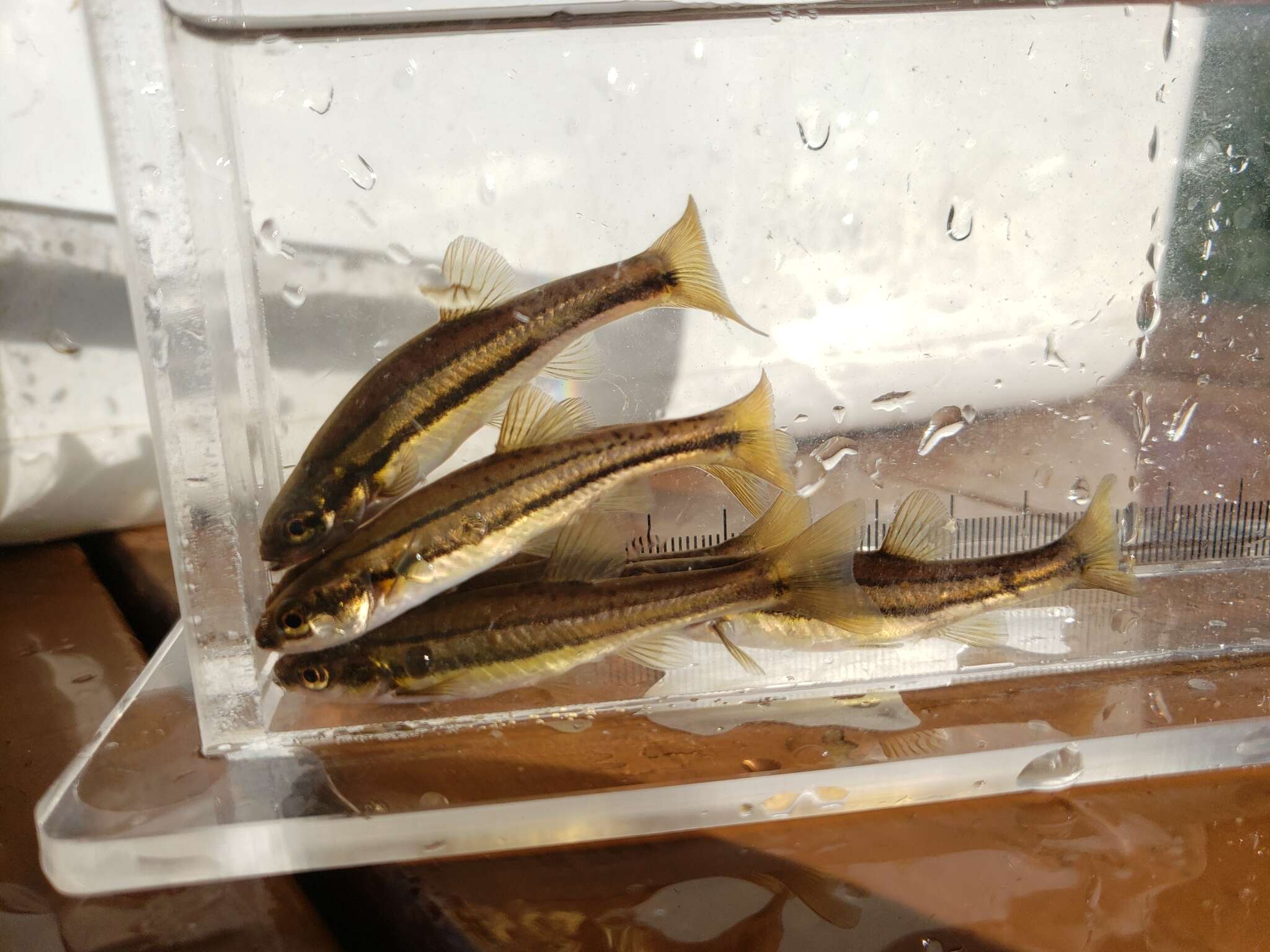 Image of Northern Redbelly Dace