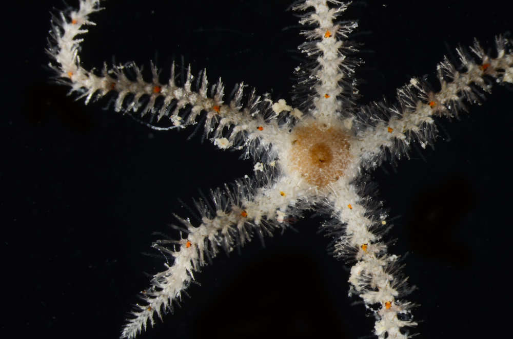 Image of "Starfish, brittle stars, and basket stars"