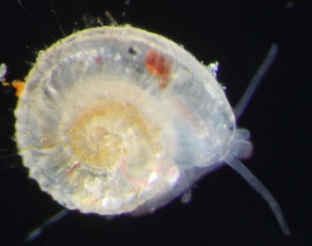 Image of Orbitestella bermudezi (Aguayo & Borro 1946)