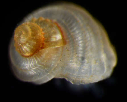 Image of Tornidae Sacco 1896