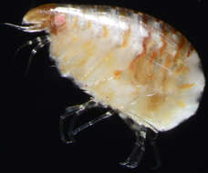 Image of Gammaridea