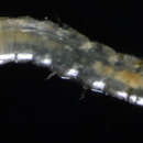 Leptochelia的圖片