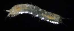 Image of Leptocheliidae Lang 1973