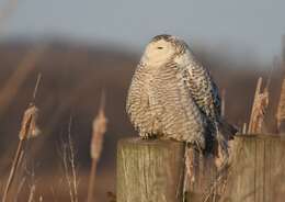 Image of Snowy Owl