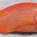 Image of Spiny squirrelfish