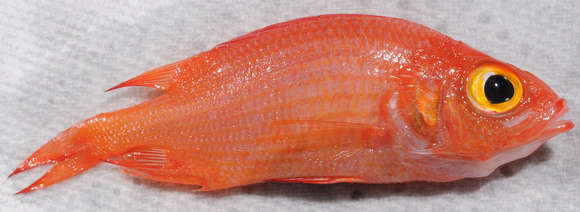 Image of Holocentrinae