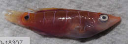 Pseudocheilinus ocellatus Randall 1999 resmi