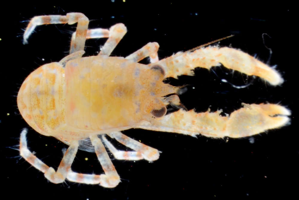 Image of squat lobsters