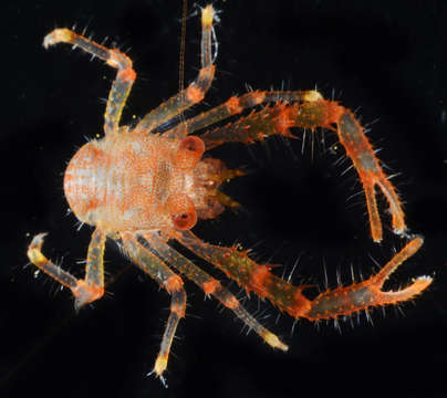 Image of Galathea spinosorostris Dana 1852
