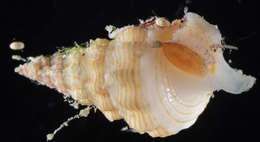 Sivun Cerithium columna G. B. Sowerby I 1834 kuva