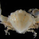 Image of <i>Urnalana purarensis</i>