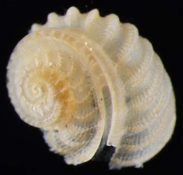 Image de Scissurelloidea Gray 1847