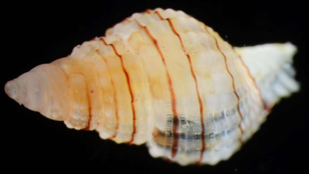 Image of Buccinoidea Rafinesque 1815