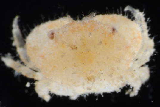 Image of Zosiminae