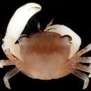 Image of Coral crab