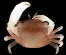 Image of Tetraliidae Castro, Ng & Ahyong 2004