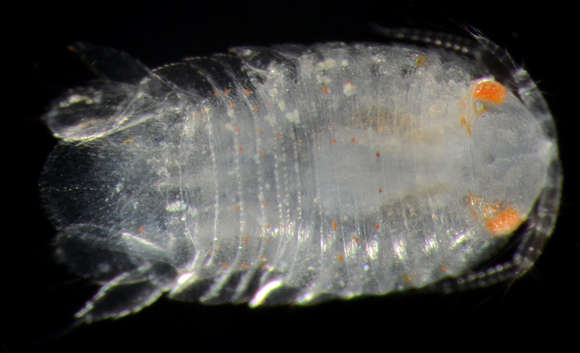 Image of Cymothooidea Leach 1814