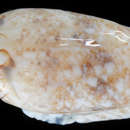 Image of <i>Oliva nitidula</i>