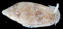 Image of Olive Shells