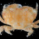 Image of <i>Pseudoliomera variolosa</i>