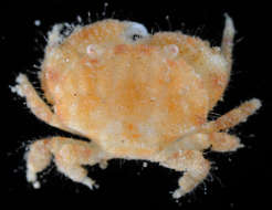 Image of <i>Pseudoliomera variolosa</i>