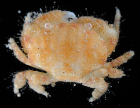 صورة <i>Pseudoliomera variolosa</i>